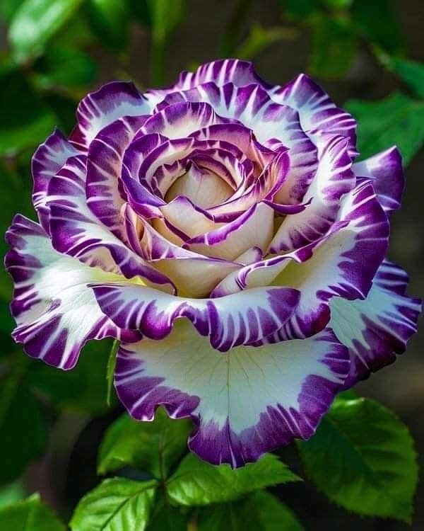 Rose Garden Creation Masterclass